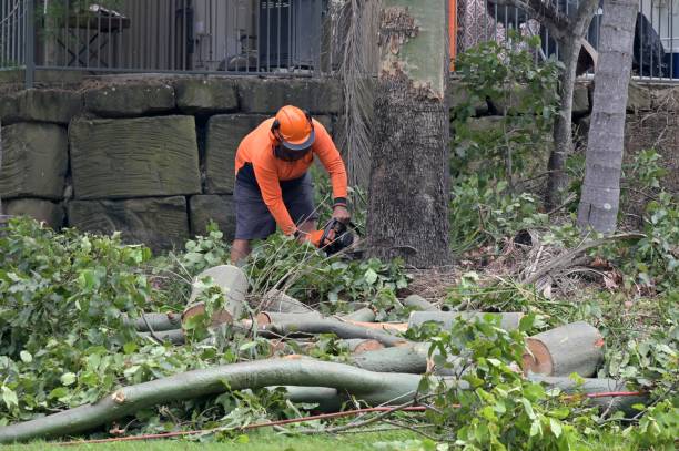 Best Stump Grinding and Removal  in English Creek, NJ